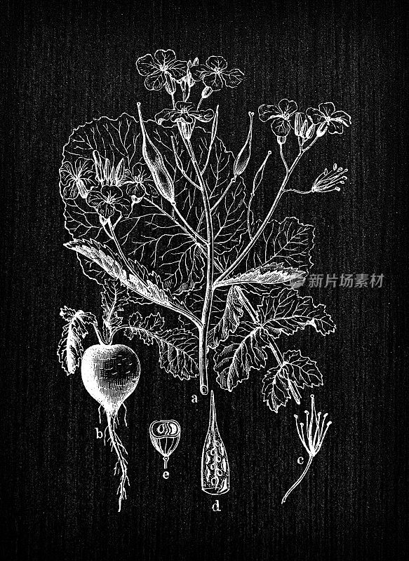 植物学植物古董雕刻插图:Raphanus raphanistrum亚种。巨大(萝卜)